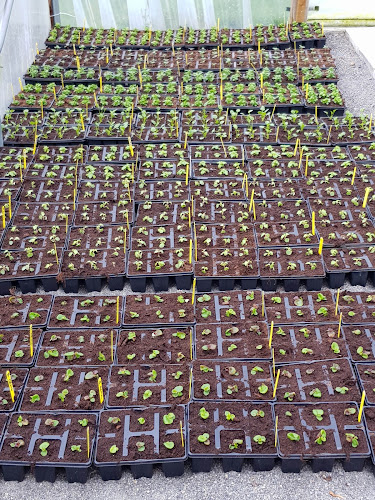 Comentarii opinii despre CafÃ Royal