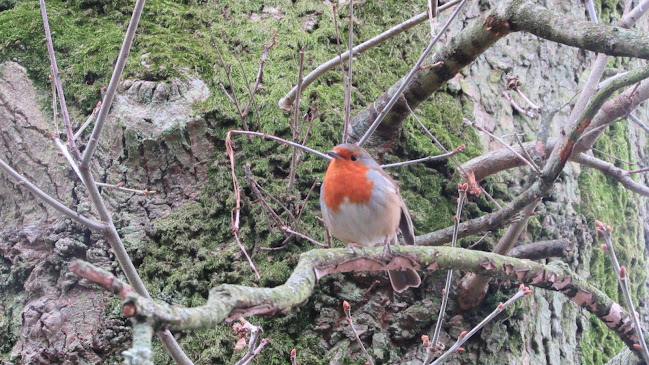 Comentarii opinii despre O'Mara's Lounge