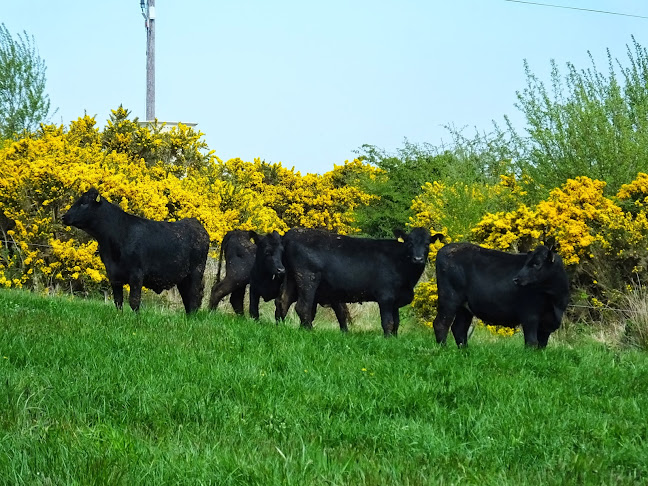 Comentarii opinii despre The Real Burger
