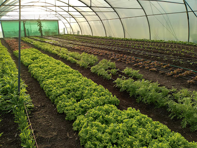 Comentarii opinii despre Comeragh Mountain Farm