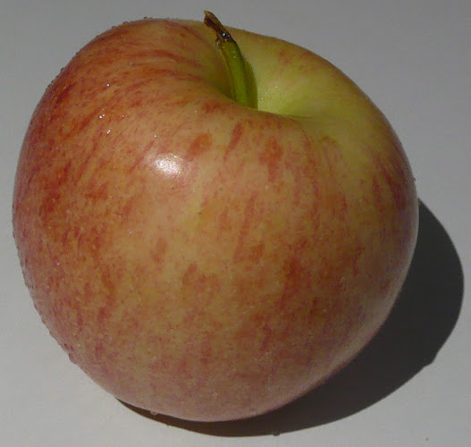 The Village Kitchen - Hospitality and gastronomy