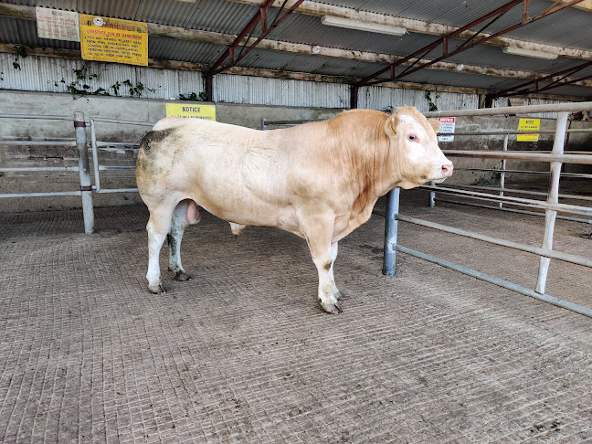 Opinii despre Ballybay Mart în Ballybay - Hospitality and gastronomy